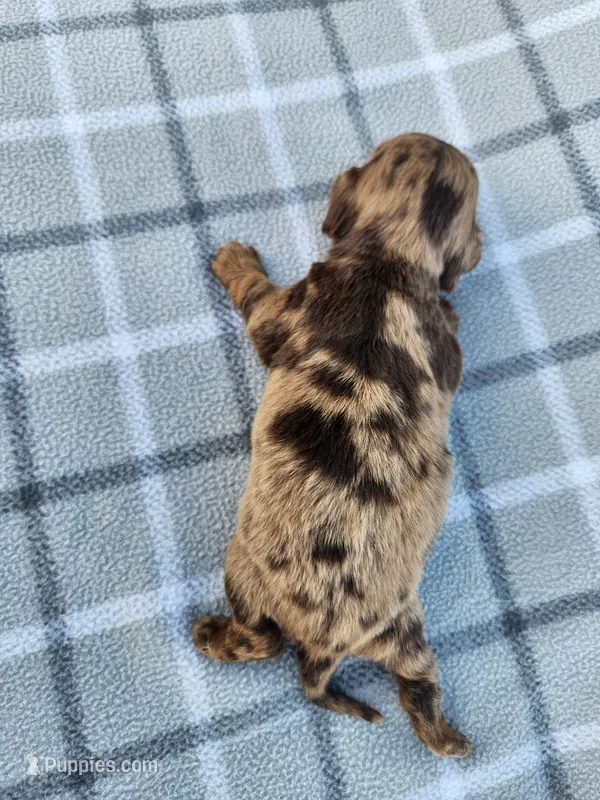 Romeo – Miniature Dachshund puppy for sale in La Harpe, IL