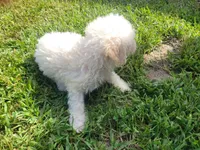 Neo, a male Bichpoo for sale in La Harpe, IL – 9 of 9