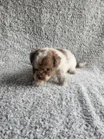 Sissy, a female Poodle - Toy  for sale in La Harpe, IL – 7 of 9