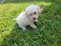 Neo, a male Bichpoo for sale in La Harpe, IL – 5 of 9