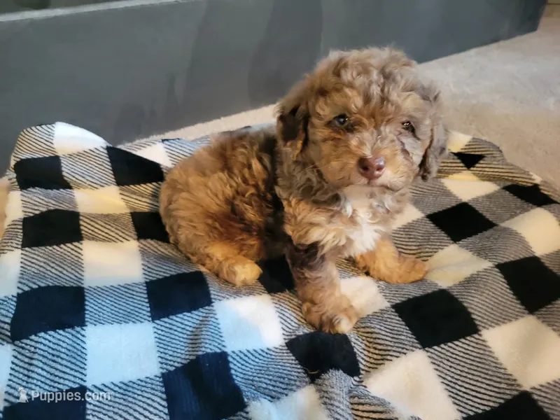 Merle – Poodle - Toy  puppy on hold in La Harpe, IL