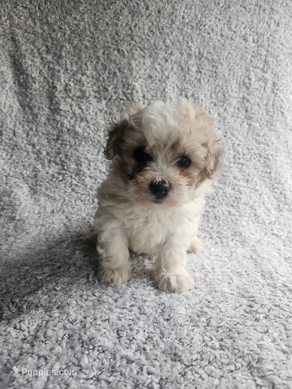 Sissy – Bichpoo puppy for sale in La Harpe, IL