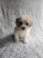 Sissy, a female Bichpoo for sale in La Harpe, IL – 1 of 8