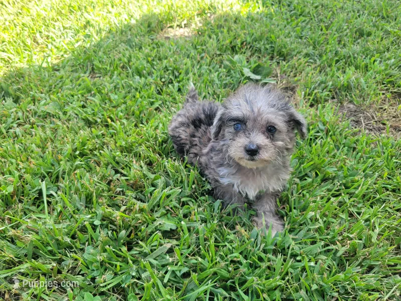 Tinker Bell – Bichpoo puppy for sale in La Harpe, IL