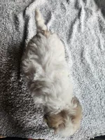 Sissy, a female Bichpoo for sale in La Harpe, IL – 3 of 8
