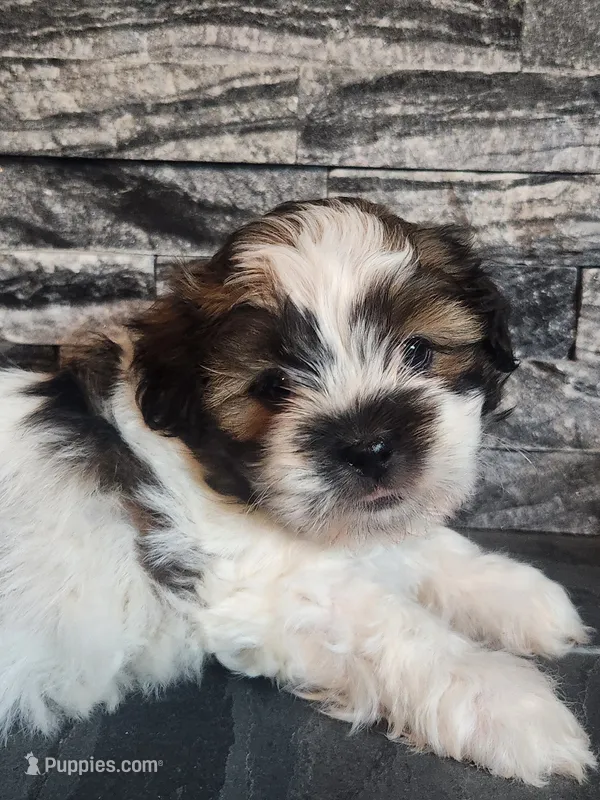 Benji – Shihpoo puppy for sale in La Harpe, IL