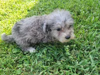 Tinley, a female Bichpoo for sale in La Harpe, IL – 7 of 10