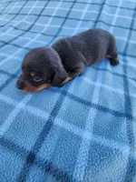 Hershey , a female Miniature Dachshund for sale in La Harpe, IL – 2 of 8