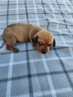Sissy , a female Miniature Dachshund for sale in La Harpe, IL – 2 of 7