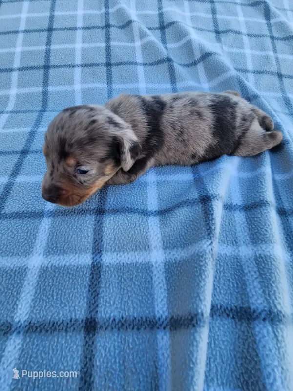 Chandler – Miniature Dachshund puppy for sale in La Harpe, IL