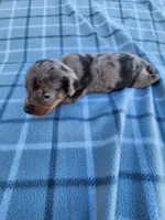Chandler, a male Miniature Dachshund for sale in La Harpe, IL – 1 of 6