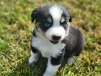 Levi Blue Eyes, a male Miniature Australian Shepherd for sale in La Harpe, IL – 1 of 8
