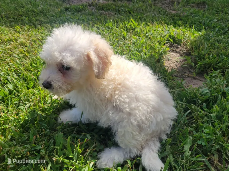 Neo – Bichpoo puppy for sale in La Harpe, IL