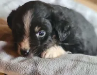 Scout, a male Miniature Australian Shepherd for sale in La Harpe, IL – Photo 5 of 8