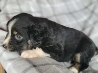 Scout, a male Miniature Australian Shepherd for sale in La Harpe, IL – Photo 8 of 8