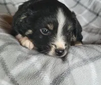 Scout, a male Miniature Australian Shepherd for sale in La Harpe, IL – Photo 4 of 8