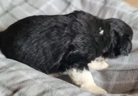 Scout, a male Miniature Australian Shepherd for sale in La Harpe, IL – Photo 6 of 8