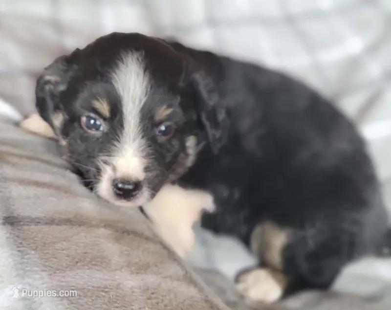 Scout, a male Miniature Australian Shepherd for sale in La Harpe, IL – Photo 1 of 8