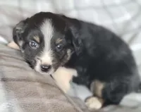 Scout, a male Miniature Australian Shepherd for sale in La Harpe, IL – Photo 1 of 8
