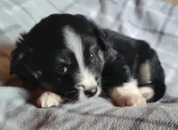 Scout, a male Miniature Australian Shepherd for sale in La Harpe, IL – Photo 3 of 8