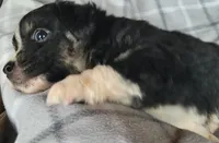 Scout, a male Miniature Australian Shepherd for sale in La Harpe, IL – Photo 2 of 8