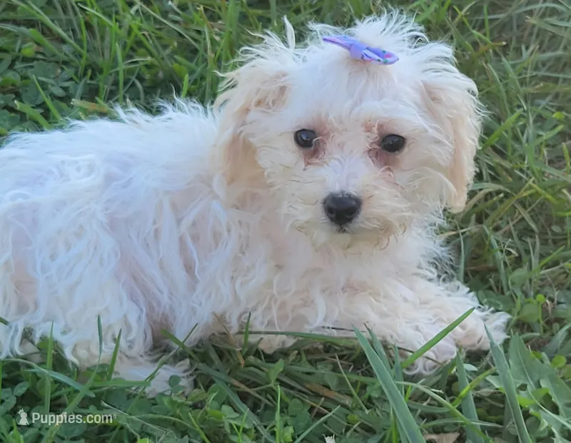 Bella – Bichpoo puppy for sale in La Harpe, IL