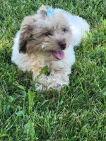 Sissy, a female Poodle - Toy  for sale in La Harpe, IL – 3 of 10