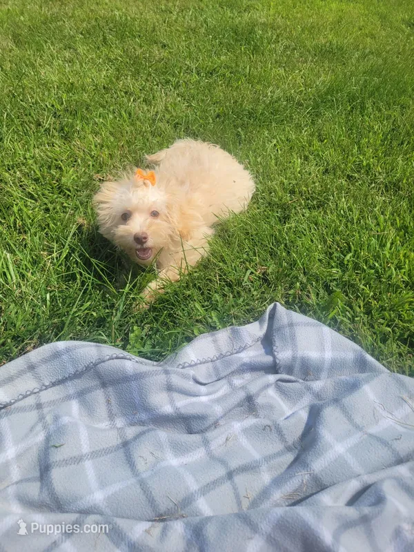 Tater – Havapoo puppy for sale in La Harpe, IL