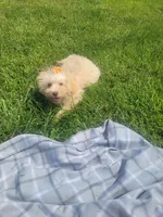 Tater, a male Havapoo for sale in La Harpe, IL – 1 of 10