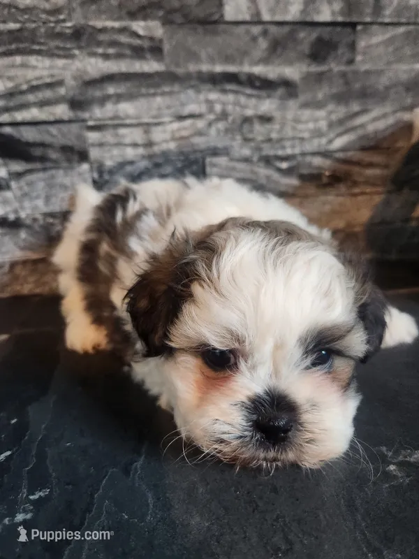 Stanley – Shihpoo puppy for sale in La Harpe, IL