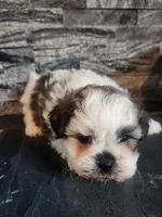 Stanley, a male Shihpoo for sale in La Harpe, IL – 1 of 9