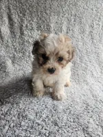 Sissy, a female Bichpoo for sale in La Harpe, IL – 7 of 8