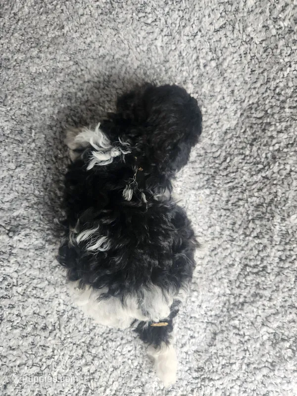 Precious  – Bichpoo puppy for sale in La Harpe, IL