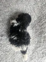 Precious , a female Bichpoo for sale in La Harpe, IL – 1 of 10