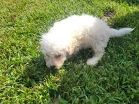 Gracie , a female Bichpoo for sale in La Harpe, IL – 2 of 9