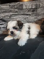 Stanley, a male Shihpoo for sale in La Harpe, IL – 2 of 9