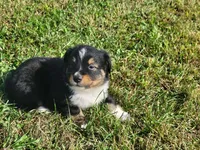 Asher, a male Miniature Australian Shepherd for sale in La Harpe, IL – 6 of 9