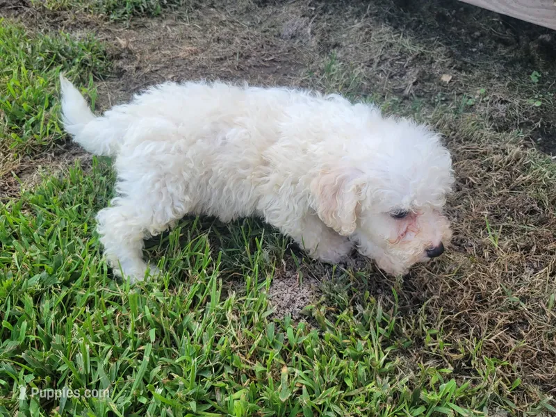 Gracie  – Bichpoo puppy for sale in La Harpe, IL