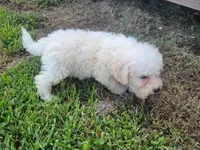Gracie , a female Bichpoo for sale in La Harpe, IL – 1 of 9