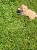 Tater, a male Havapoo for sale in La Harpe, IL – 5 of 10