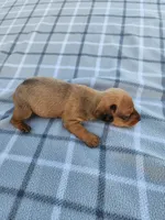 Sissy , a female Miniature Dachshund for sale in La Harpe, IL – 1 of 7