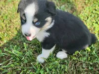 Levi Blue Eyes, a male Miniature Australian Shepherd for sale in La Harpe, IL – 7 of 8