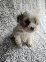 Sissy, a female Bichpoo for sale in La Harpe, IL – 5 of 8