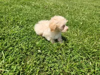 Tater, a male Havapoo for sale in La Harpe, IL – 2 of 10