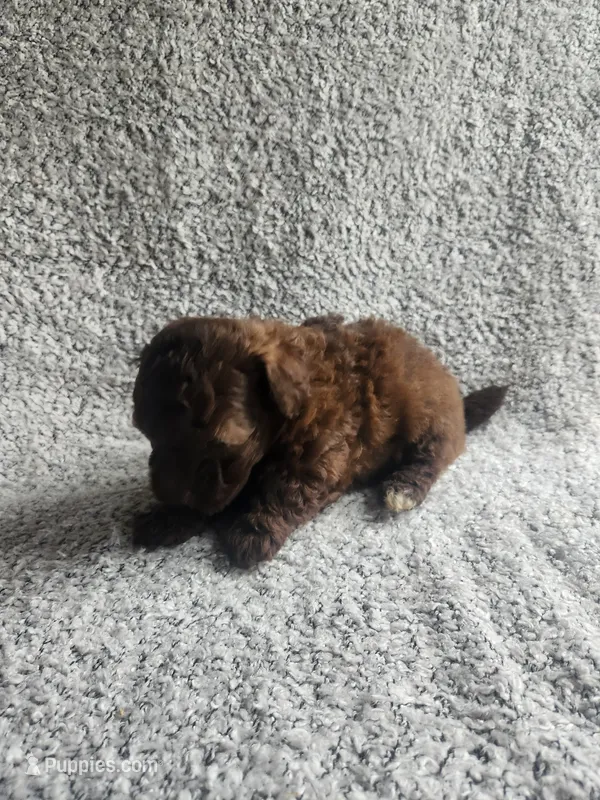 Cocoa  – Poodle - Toy  puppy for sale in La Harpe, IL