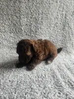 Cocoa , a male Poodle - Toy  for sale in La Harpe, IL – 1 of 6