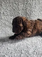 Cocoa , a male Poodle - Toy  for sale in La Harpe, IL – 4 of 6