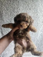 Merle, a male Poodle - Toy  for sale in La Harpe, IL – 4 of 7