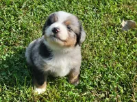 Clara, a male Miniature Australian Shepherd for sale in La Harpe, IL – 1 of 5