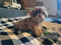 Hank, a male Poodle - Toy  for sale in La Harpe, IL – 2 of 10